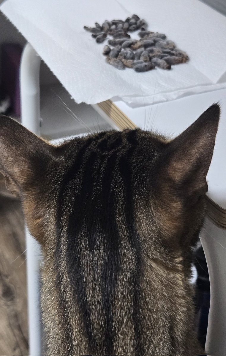 올만입니다 잘 지내구 있구 
귀뚜리에 흥미보이는 두식이를 올립니당