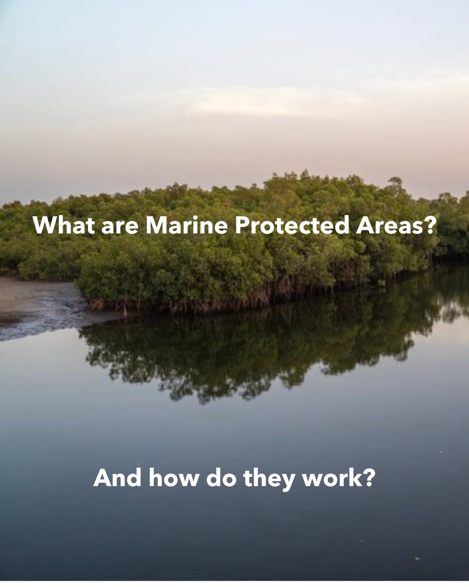 Born out of a need to protect and preserve marine ecosystems, MPAs are used in tandem with other management strategies to protect marine ecosystems and give them time to recover from different stressors.

Learn more ➡️ fishsens.com/marine-protect… 

PC: Adapted from  Olivia Rempel.