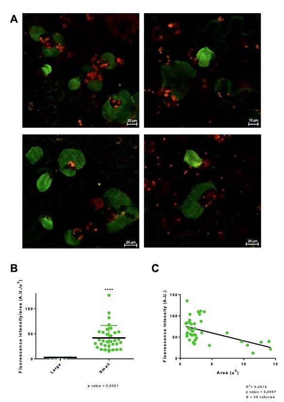 BeuzonR's tweet image. Just the tip of the iceberg...more to come on this topic!
Congratulations to Laura Mancera-Miranda for her first scientific paper, and best of luck for her upcoming PhD dissertation defence!
doi.org/10.1002/mbo3.7…
