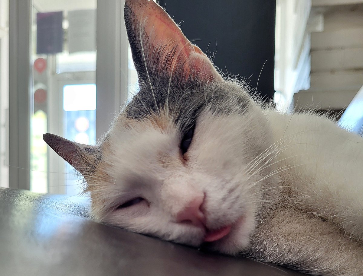 кошка в тренажёрке выглядит как я