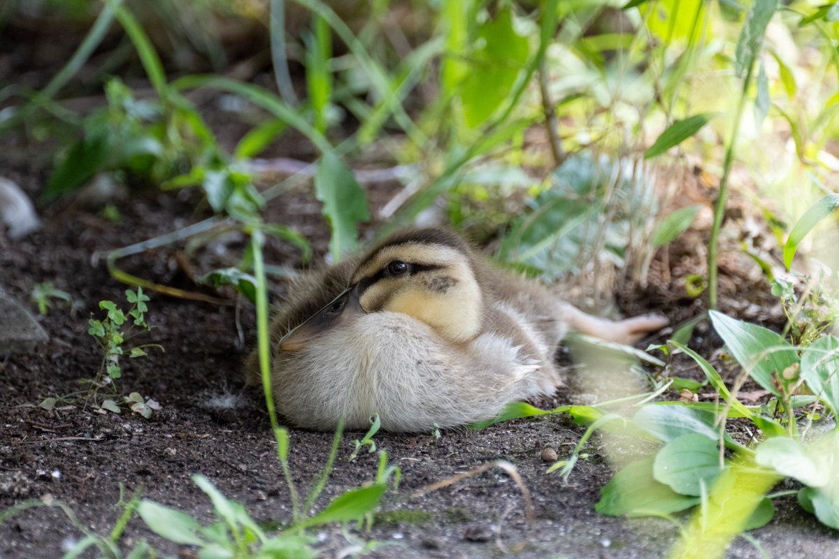 中ガモさんのちょこんとした存在感がかわいい。

#カルガモ #カルガモ親子 #雛 #ヒナ #赤ちゃん #府中 #府中の森 #duck #鸭子 #오리