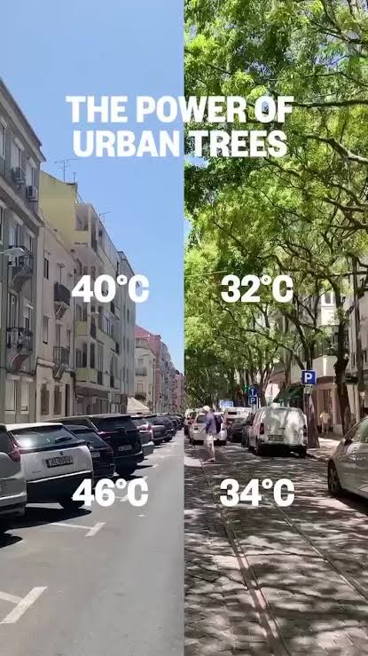 clarkkarmstrong's tweet image. They cut down trees for parking spots, then complain about heatwaves.
Left: a sun-scorched street, 46°C ovens on wheels.
Right: the forgotten wisdom of shade.
This isn’t climate change it’s urban stupidity.
Planting trees isn’t eco-activism. It’s common damn sense.