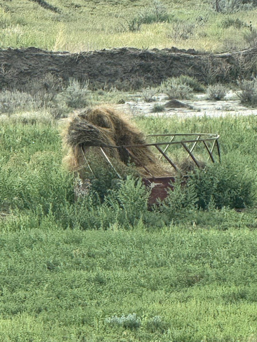 tornadopaigeyy's tweet image. Bryce and I are both “visually challenged” and thought that this pile of hay in the distance was a horse 🤣
Bryce: do you see that horse?!?
Me: awwwwww!!! So cute!
*zooms in with phone*