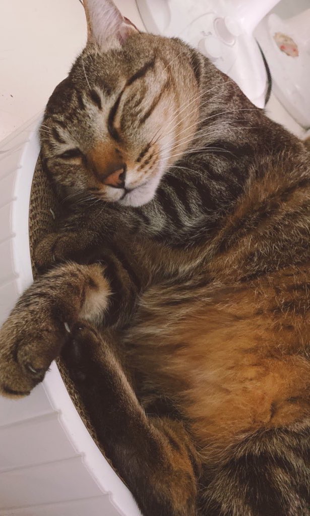 キジトラって本当に最高にかわいい！😻😻😻🫶