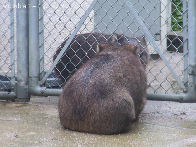 lucywombat5's tweet image. フクちゃんに、
雨に濡れても大丈夫な、
おまじない教えるね〜。
2020/7
#ウォンバット　　#五月山動物園