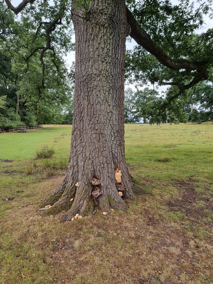 PhilWat09037421's tweet image. #thicktrunktuesday with some fungal expanding foam! PackwoodNT.