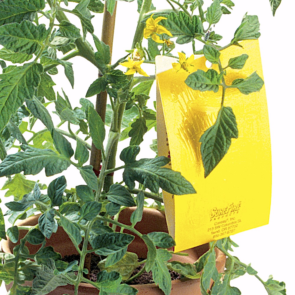 gardensbyyou's tweet image. Sticky, curly, yellowing leaves? Clouds of tiny white insects flying up when you turn leaves over? Scalelike, gray or yellow eggs on the leaf undersides? You have a severe Whitefly infestation, sucking insects that rob vigor and introduce fungal disease to many plants, including…