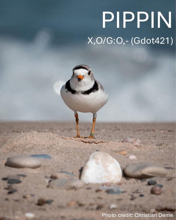 Safe Travels, Dearest Boy! 🤍🟢
Pippin was not observed at Montrose or in Waukegan on Monday and we suspect he has started his migration journey to his secret wintering grounds.
1/3