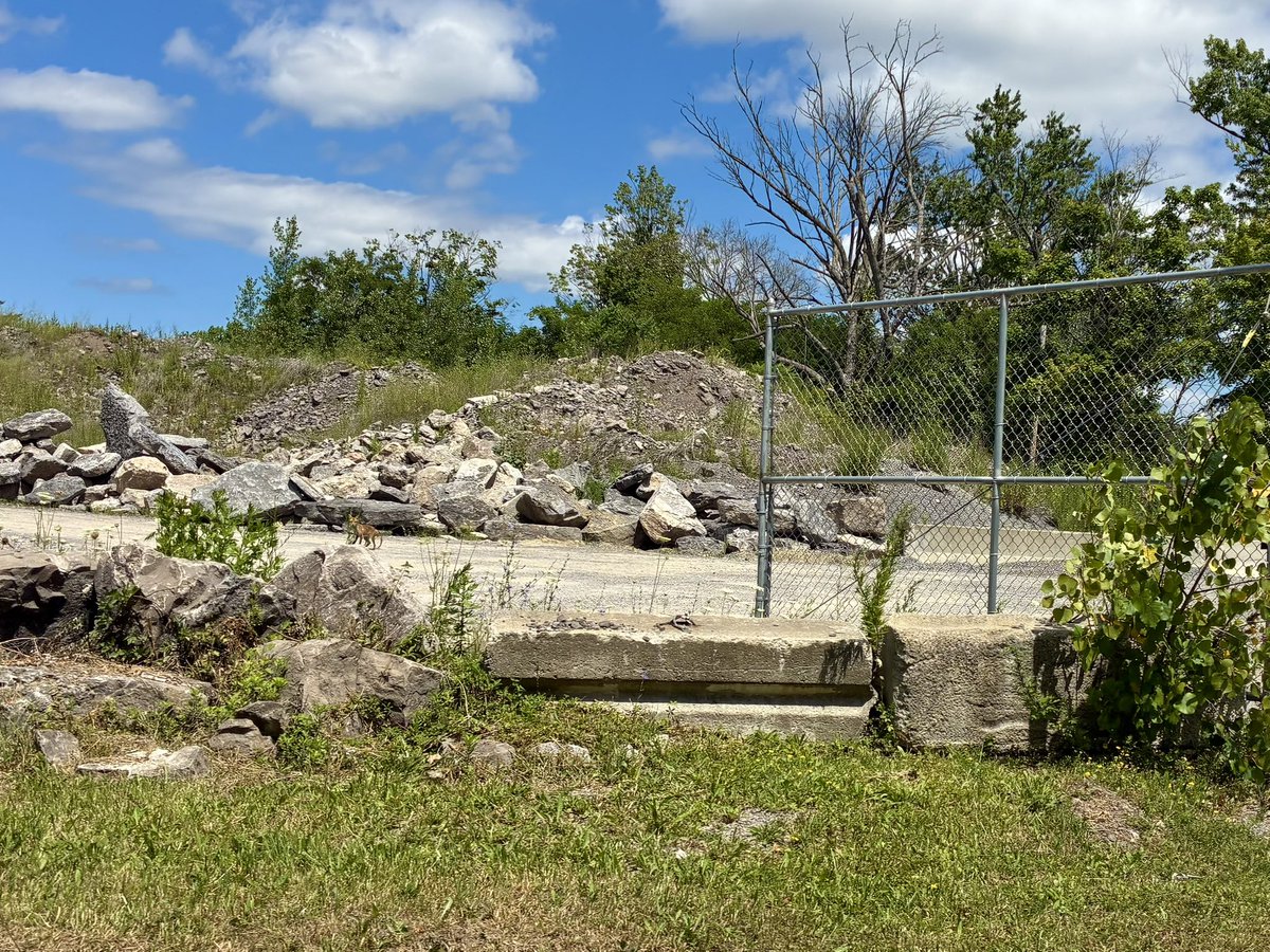 MrEd315's tweet image. Driving around the historic Love Canal area in Niagara Falls NY. A pretty big area is cordoned off by fencing to keep nosey people like me out the heart of it.