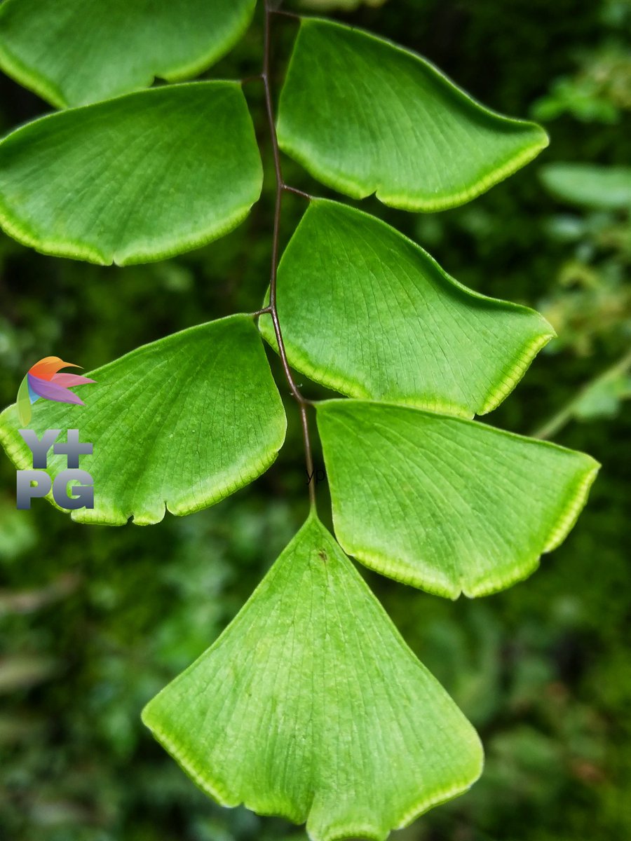 the beautiful arrangement of green suplir leaves

#photography #photo  #photograph #photooftheday #photographylovers #PhotographyIsArt #nature #naturelove #NatureIsAmazing #naturescenery #naturelover #macro #macrophotography
