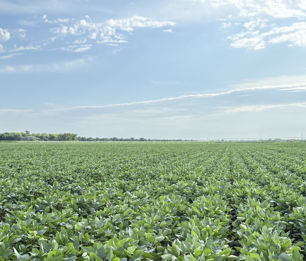tmonteIH's tweet image. Just like Iowa.