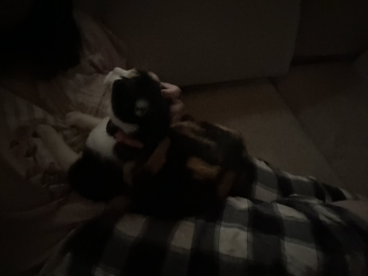 moIlyoshea's tweet image. Fat cat on me