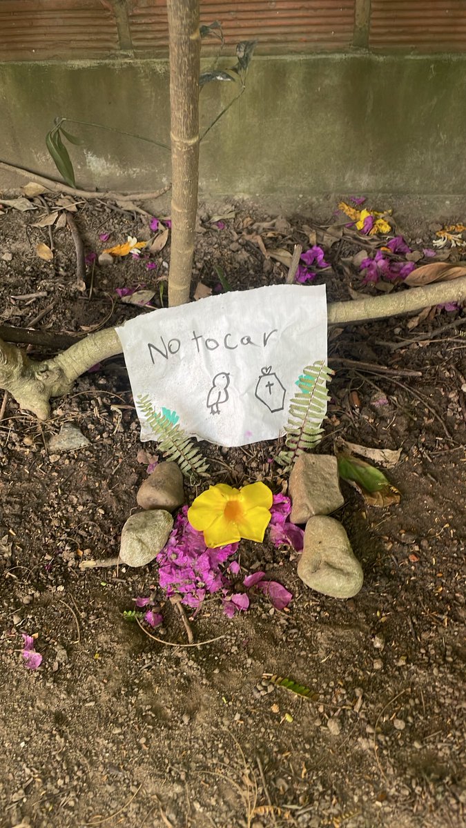 manuela15g's tweet image. Hoy vi la tumba de un pollito.