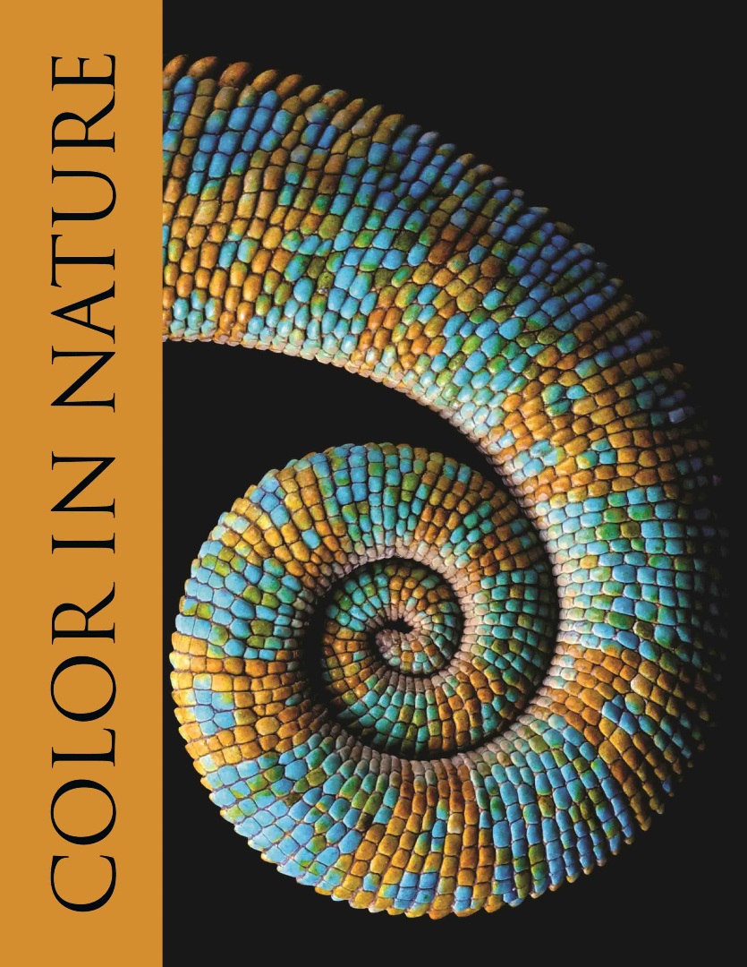 BirdGuides's tweet image. Color in Nature review
This book is an eye-opener in more ways than you might think, says Keith Betton: bit.ly/4nTvsz3