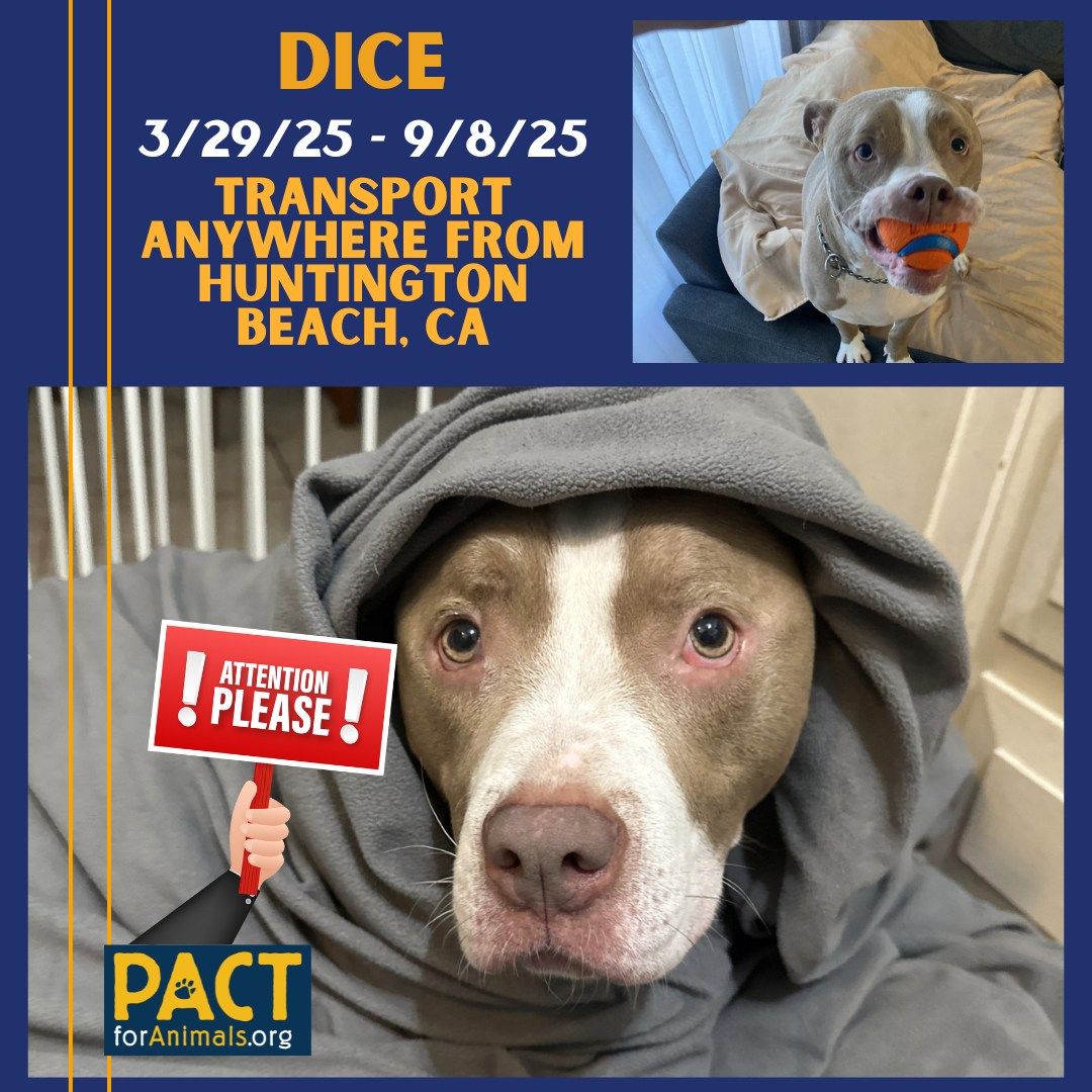 NOT_CFJ's tweet image. #FOSTER DICE while his person serves our country pactforanimals.org/pets/dice-m/
@pactforanimals
#PACTforAnimals #AnimalWelfare #PACTPet #FosterPet #MilitaryPet #MilitaryFoster #FosterPets #SupportOurTroops #FosterAnimals #FosterHeroes #PACTFoster #FosterDog #FosterCA #CAFosterDog