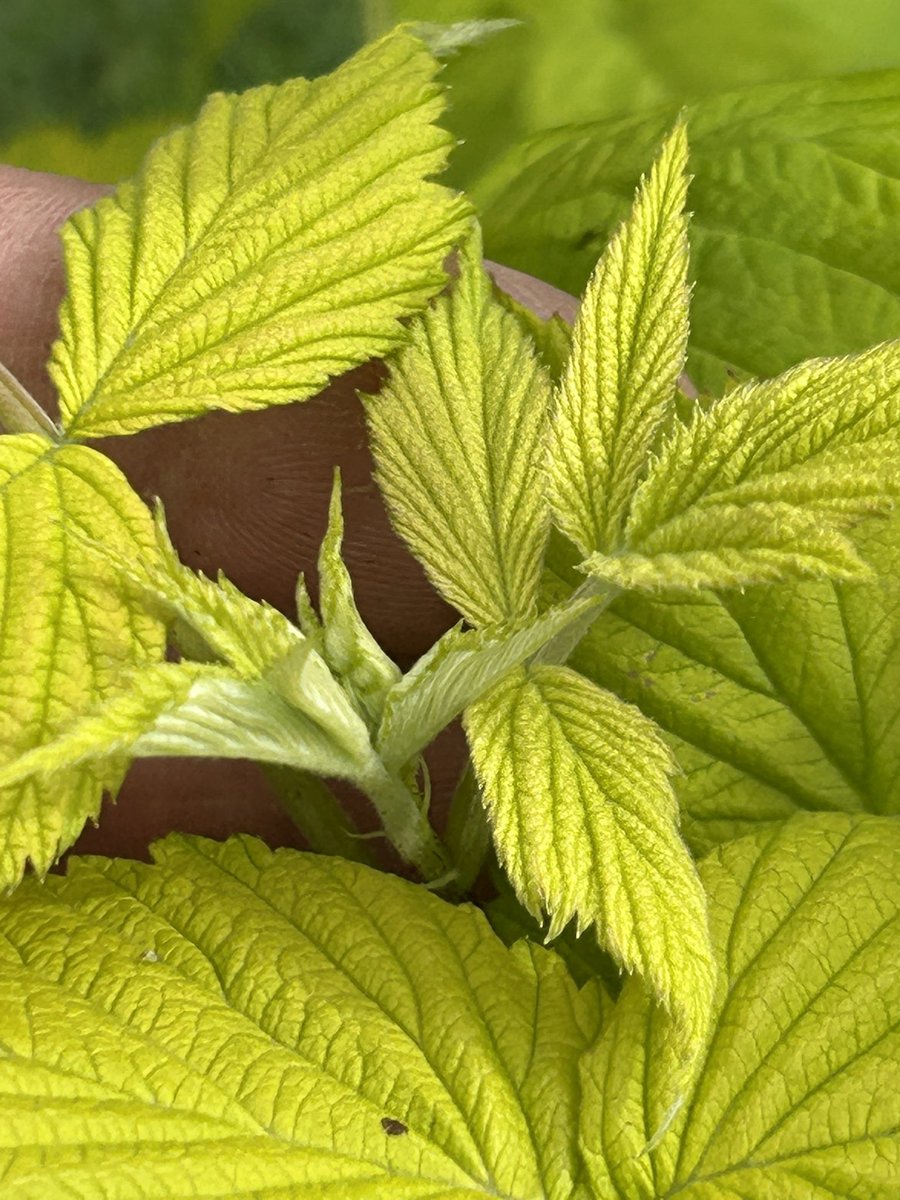 stewartwaine's tweet image. One of my 🍋 lemon leaf forms of raspberry next to its green leaf family member , foliage has been great no burns in hot sun , Primocane fruiting !!!! But berries might need working on size wise from early observations