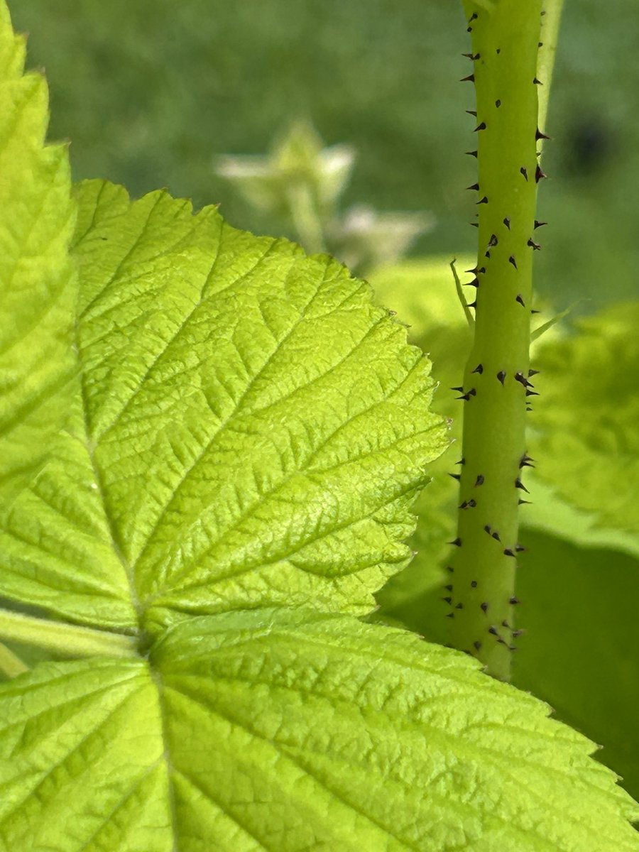 stewartwaine's tweet image. One of my 🍋 lemon leaf forms of raspberry next to its green leaf family member , foliage has been great no burns in hot sun , Primocane fruiting !!!! But berries might need working on size wise from early observations