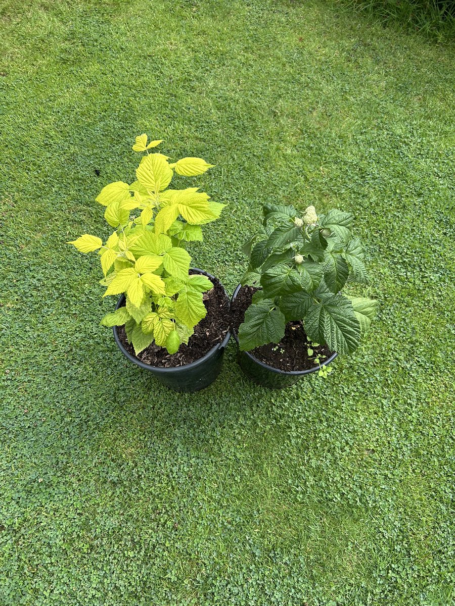 stewartwaine's tweet image. One of my 🍋 lemon leaf forms of raspberry next to its green leaf family member , foliage has been great no burns in hot sun , Primocane fruiting !!!! But berries might need working on size wise from early observations