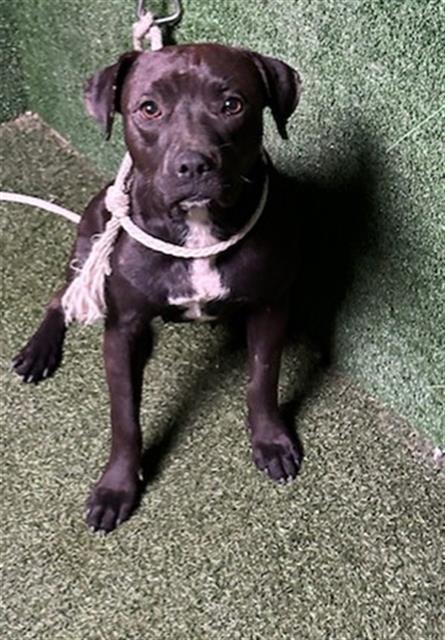 AnimaLancaster's tweet image. #A5715089
Female, black and white Pit Bull Terrier
Age is unknown.
PetHarbor.com/pet.asp?uaid=L…