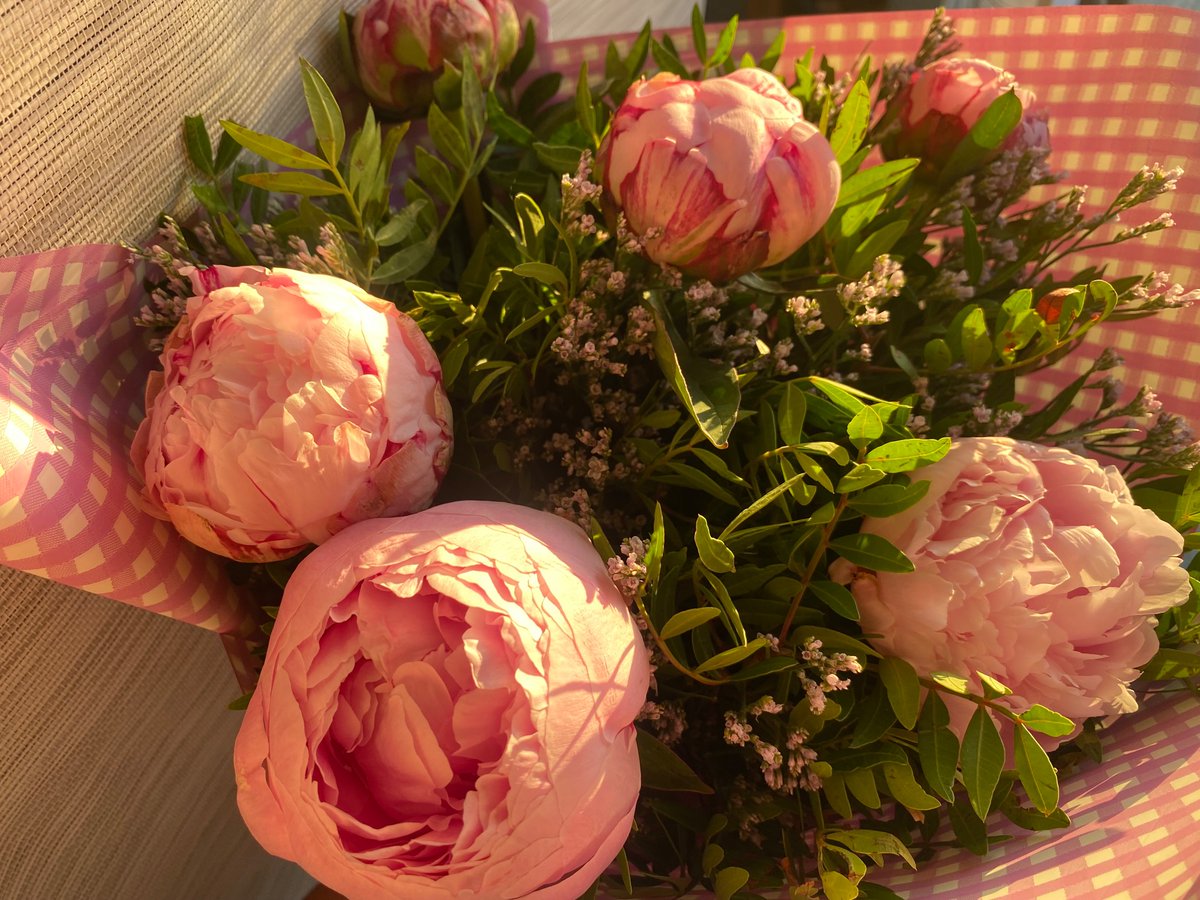 feria me regaló ayer peonias y son preciosisimas