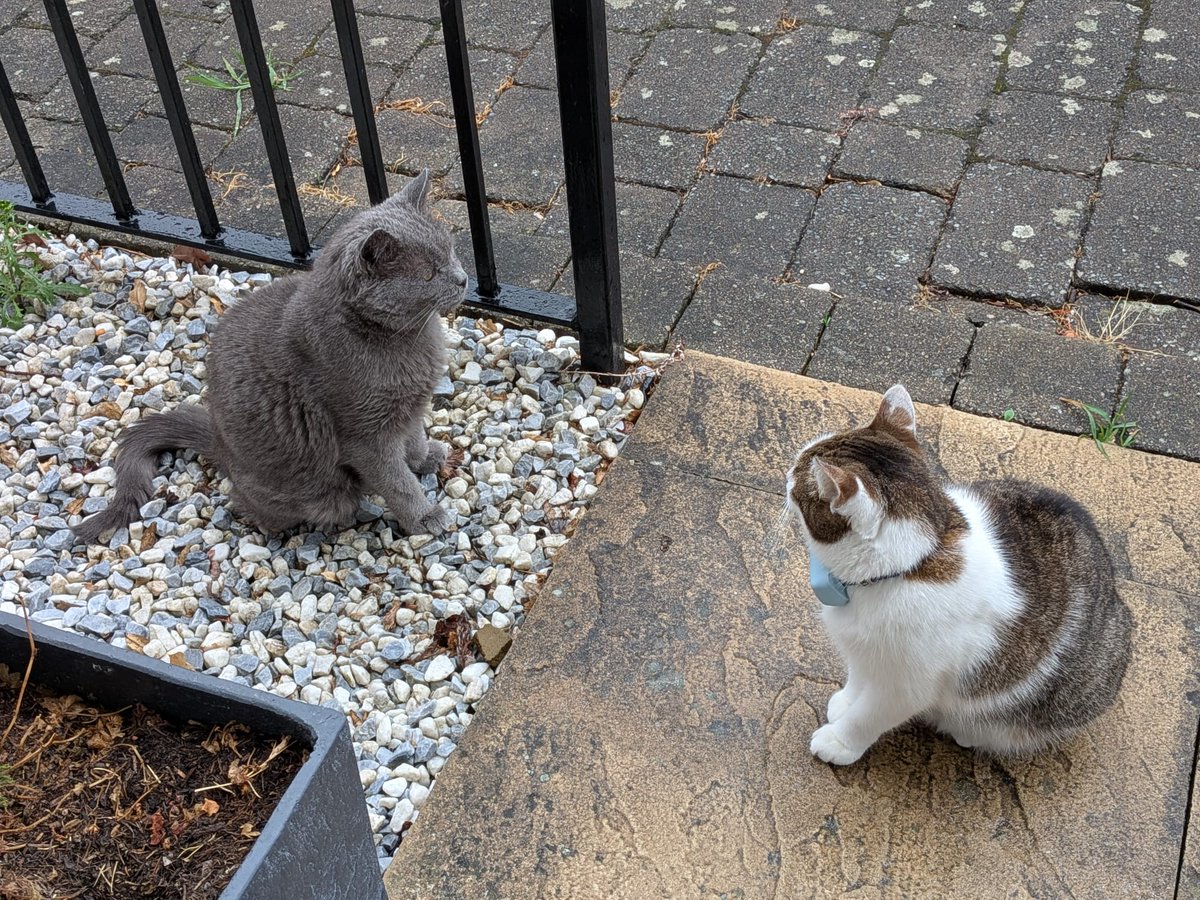IvanandFelix's tweet photo. Ivan: did you check round the back as well?
Felix: yes, it's wet on the ground there too.
#TeamMeeting #SharedBrainCell #CatsOfTwitter #CatsOnX https://t.co/NrXVPTze3U
