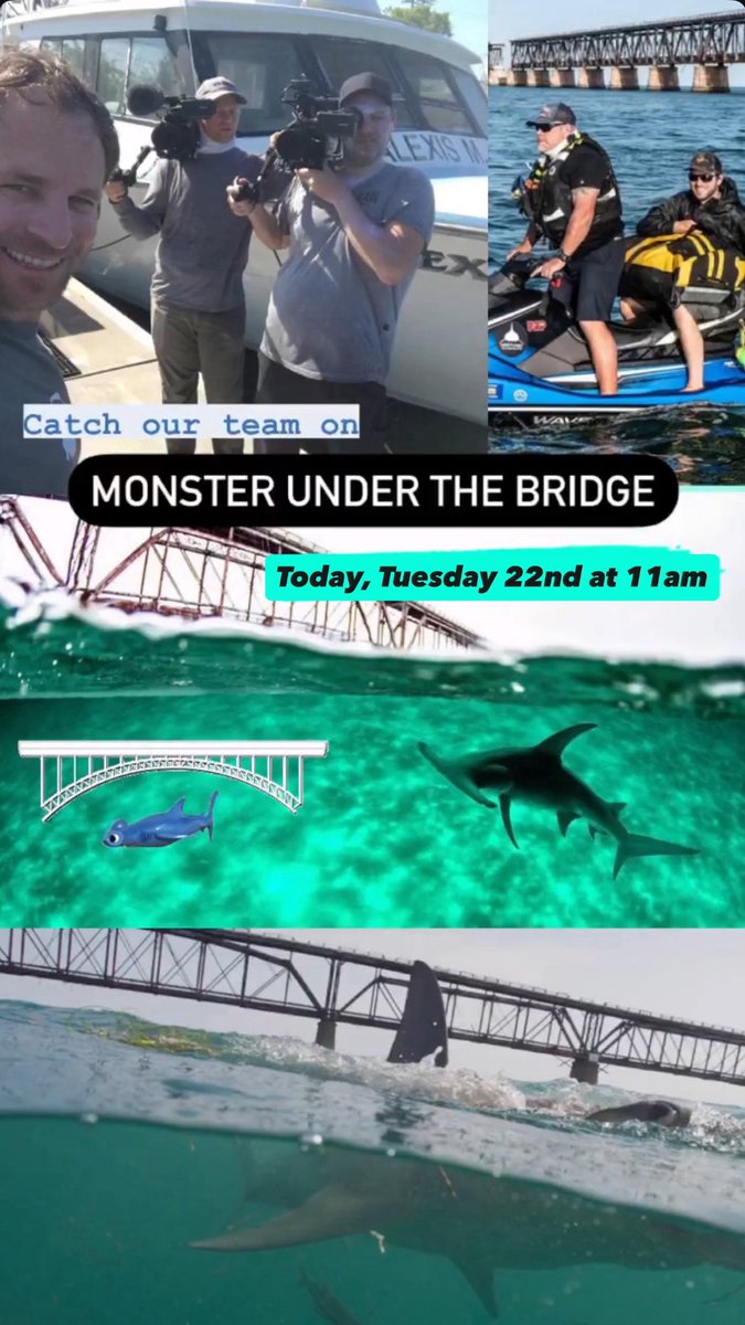 savingtheblue's tweet image. Starting in just a few minutes on #SharkWeek! Monster Under The Bridge 🦈