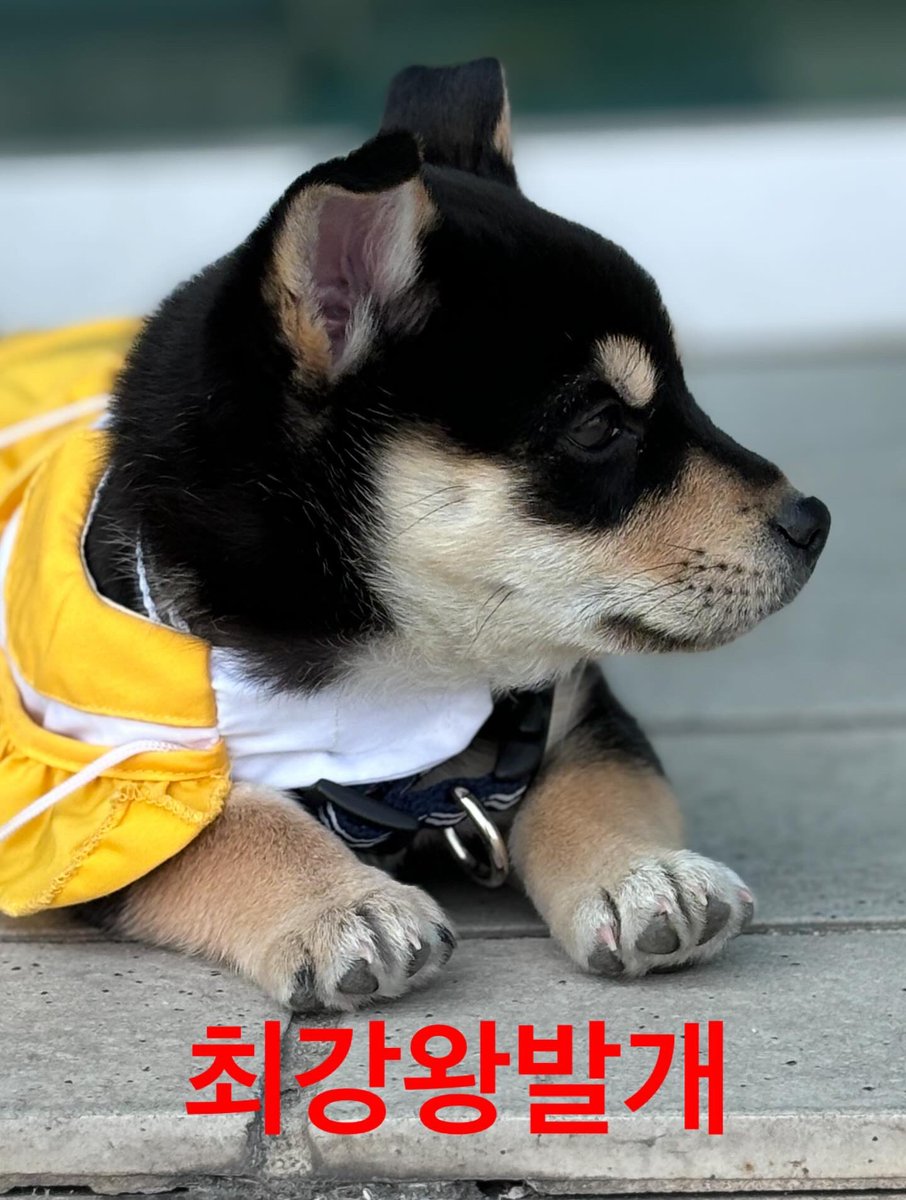 #사지말고입양하세요