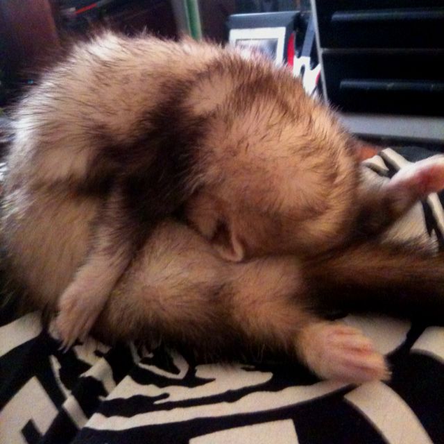 Ferret Every Hour (@ferretperhour) on Twitter photo 