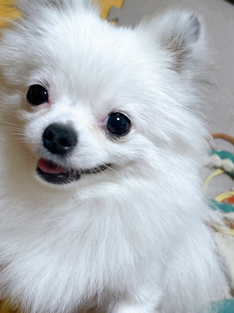 nomonkey0's tweet image. 넥카라 벗엇지롱