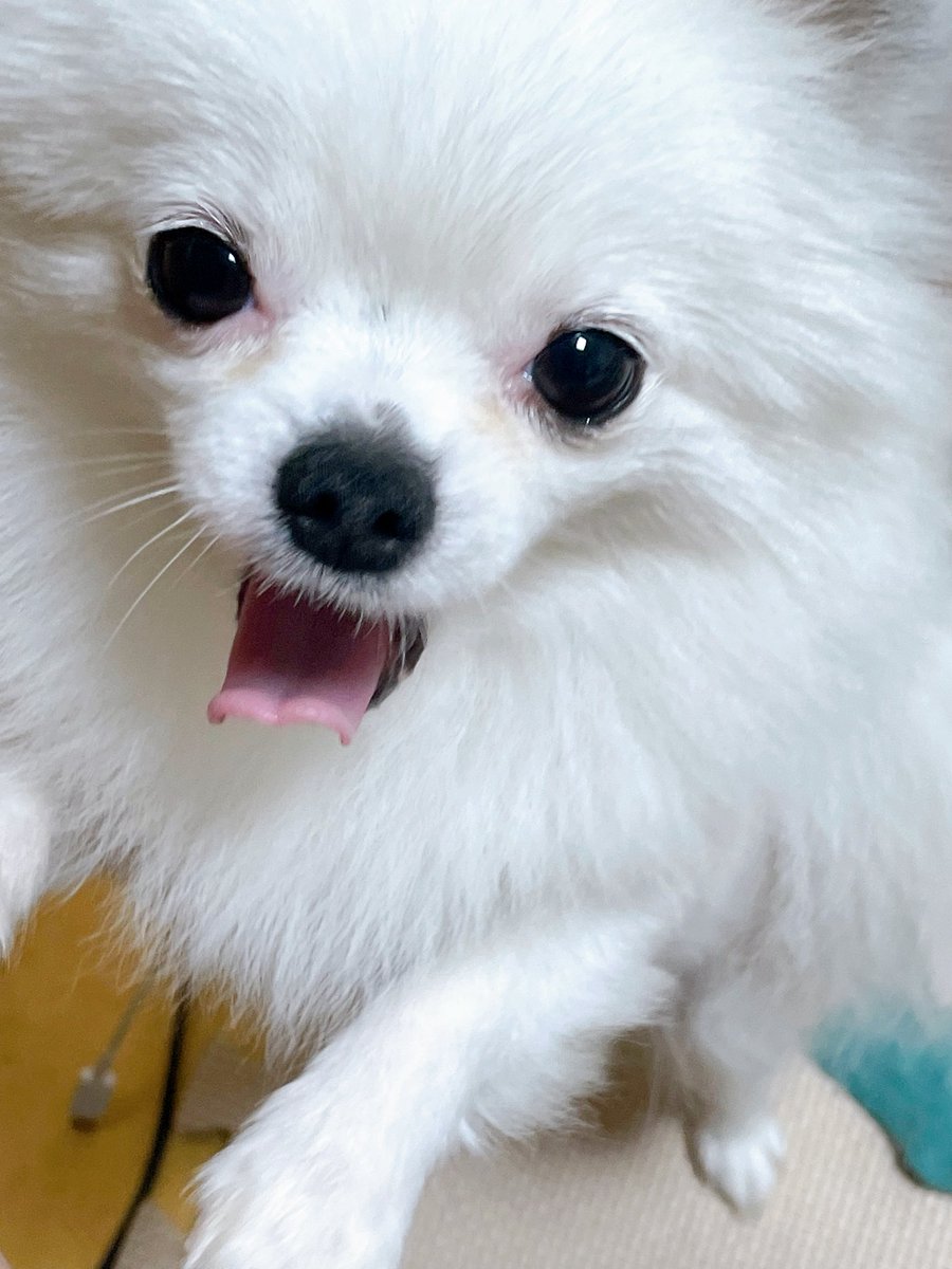 nomonkey0's tweet image. 넥카라 벗엇지롱