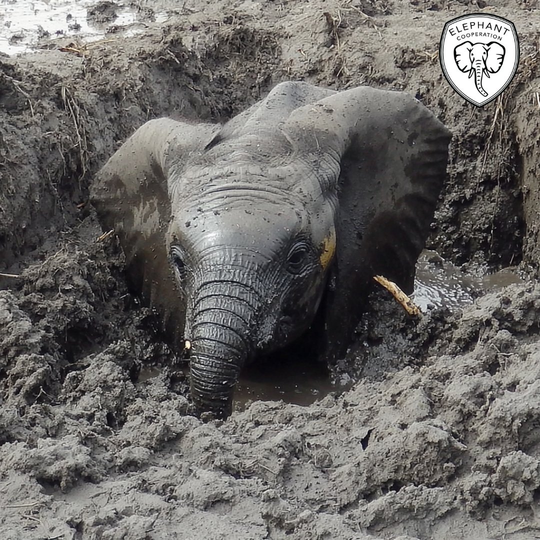 ElephantCoop's tweet image. 🐘 Injured by snares or displaced by habitat loss, elephants deserve a second chance.
Our Rescue & Rehab program gives them urgent care and a safe future. 💛
#CooperateToCoexist #Elephants #WildlifeRescue #SecondChances #SanctuarySupport
