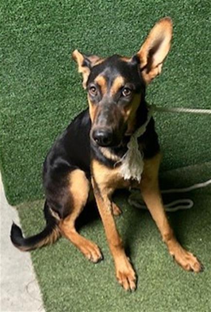 AnimaLancaster's tweet image. #A5715084
Female, black and brown German Shepherd Dog
Age is unknown.
PetHarbor.com/pet.asp?uaid=L…