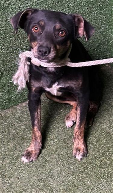 AnimaLancaster's tweet image. #A5715088
Female, black and brown German Pinscher
Age is unknown.
PetHarbor.com/pet.asp?uaid=L…