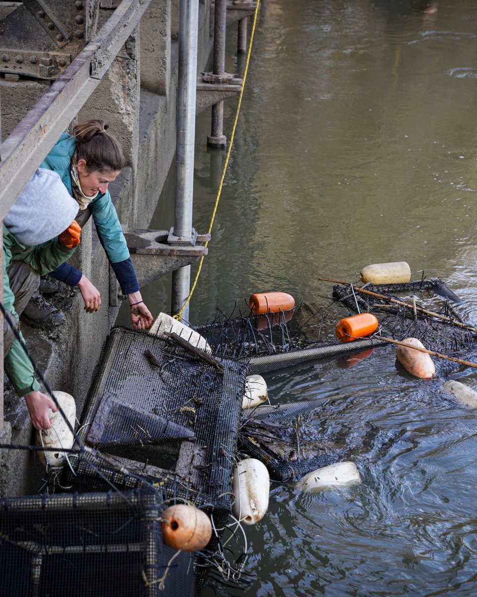 CalTrout's tweet image. 🌾🐟 Our Fish Food Program is transforming fish recovery in CA’s Central Valley! When juvenile fish can't reach natural floodplains on their own, we bring the floodplain benefits TO THEM! How does this work & how can we scale? Click the link to find out! caltrout.org/news/how-fish-…