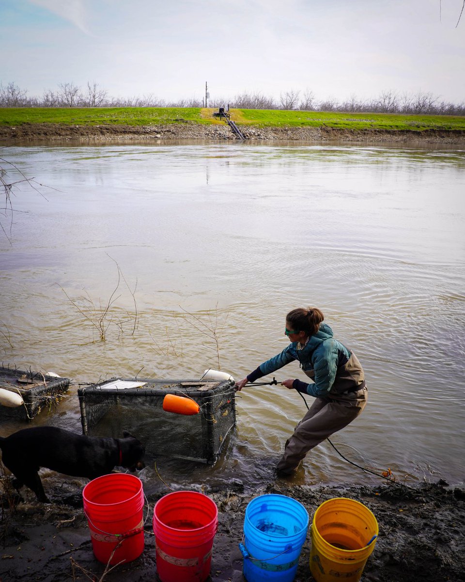 CalTrout's tweet image. 🌾🐟 Our Fish Food Program is transforming fish recovery in CA’s Central Valley! When juvenile fish can't reach natural floodplains on their own, we bring the floodplain benefits TO THEM! How does this work & how can we scale? Click the link to find out! caltrout.org/news/how-fish-…