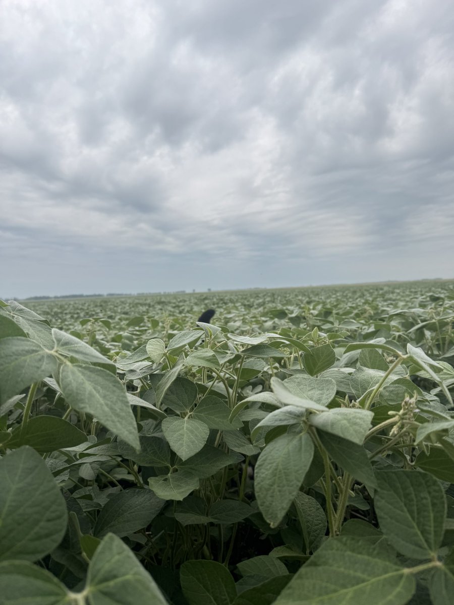Darrell 🇨🇦 (@darrellhere62) on Twitter photo On my morning walk I stopped and talked to the soybeans.  Told them to hang in there the rain is on its way.  I hope my other crops don’t get jealous. On my morning walk I stopped and talked to the soybeans.  Told them to hang in there the rain is on its way.  I hope my other crops don’t get jealous.