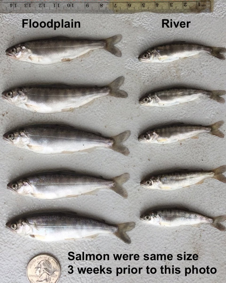 CalTrout's tweet image. 🌾🐟 Our Fish Food Program is transforming fish recovery in CA’s Central Valley! When juvenile fish can't reach natural floodplains on their own, we bring the floodplain benefits TO THEM! How does this work & how can we scale? Click the link to find out! caltrout.org/news/how-fish-…