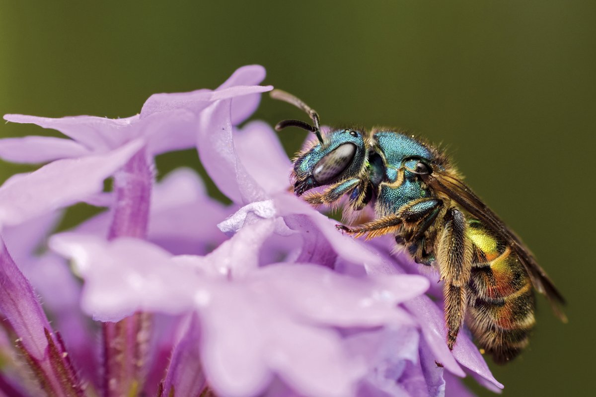 Centro de Fotografía (@cdf_im) on Twitter photo 📣Llega a la Fotogalería Espacio Modelo "Naturaleza extravagante. Nuevas fotografías de seres curiosos en el Uruguay"
🗓️Inaugura el sábado 26/7 a las 12 h.
Una celebración visual de la biodiversidad a través de criaturas pequeñas.
<a href="/EspacioModelo/">Espacio Modelo</a>
info: cdf.montevideo.gub.uy/exposicion/nat… 📣Llega a la Fotogalería Espacio Modelo "Naturaleza extravagante. Nuevas fotografías de seres curiosos en el Uruguay"
🗓️Inaugura el sábado 26/7 a las 12 h.
Una celebración visual de la biodiversidad a través de criaturas pequeñas.
<a href="/EspacioModelo/">Espacio Modelo</a>
info: cdf.montevideo.gub.uy/exposicion/nat…