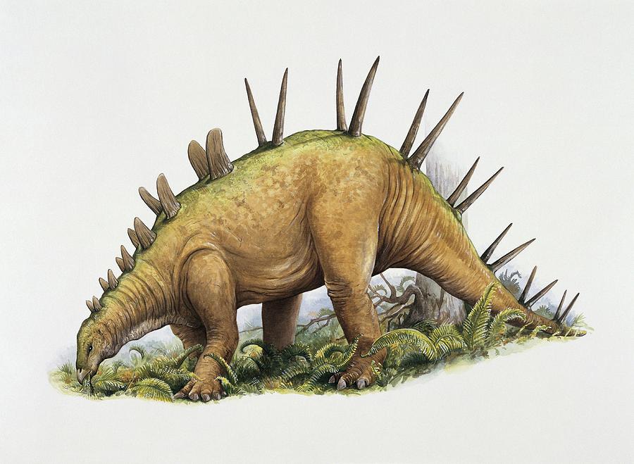 dinonostalgia's tweet image. Chialingosaurus, the Chialing lizard, is a stegosaurian dinosaur from the Late Jurassic of China.
It lived 160 million years ago and could grow to 4 meters in length.