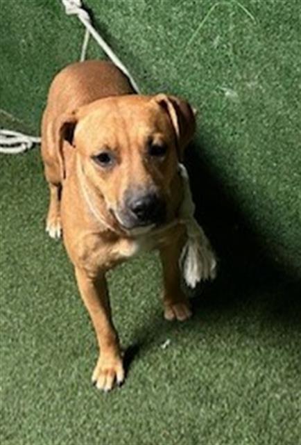 AnimaLancaster's tweet image. #A5715090
Female, brown and white Rhodesian Ridgeback
Age is unknown.
PetHarbor.com/pet.asp?uaid=L…