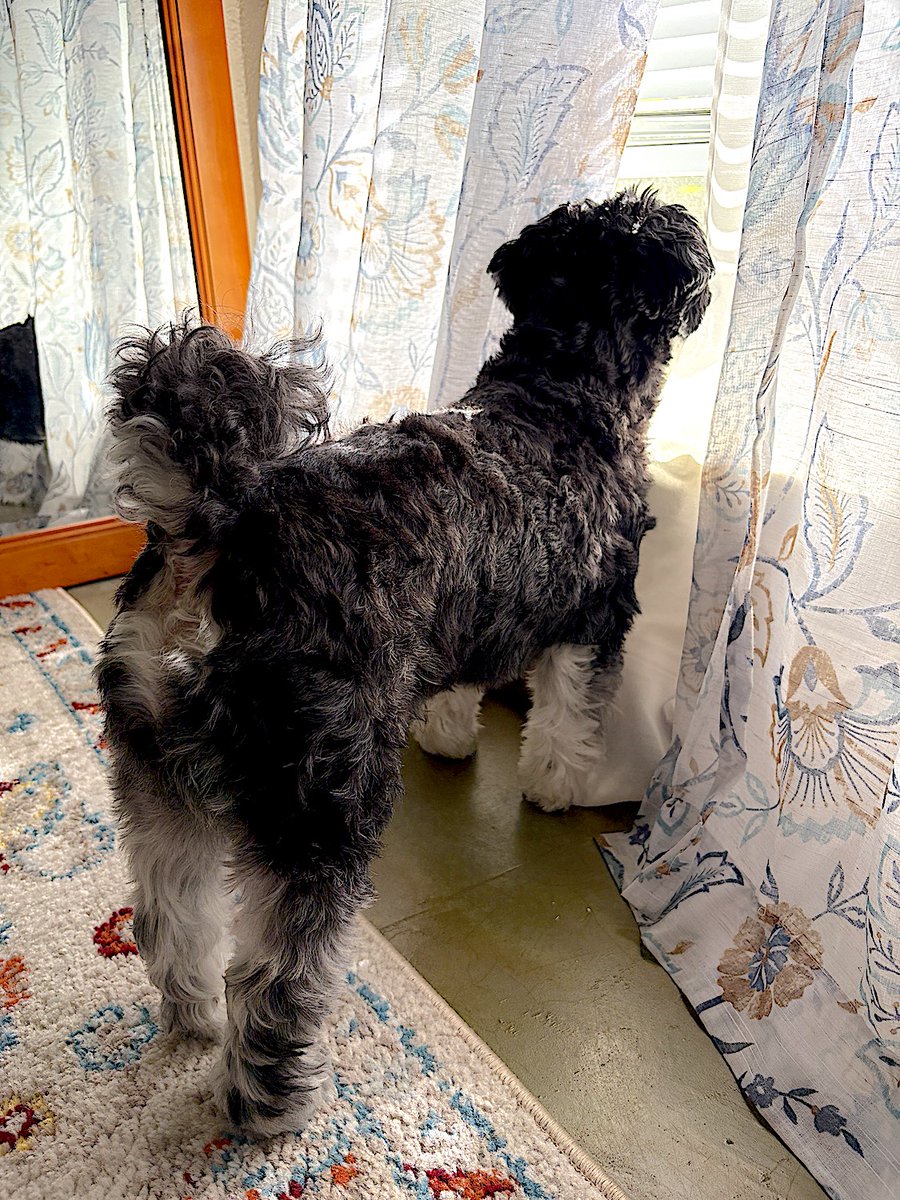 jackyhavanese's tweet image. Me, standing guard, in case someone sneaks up on us.