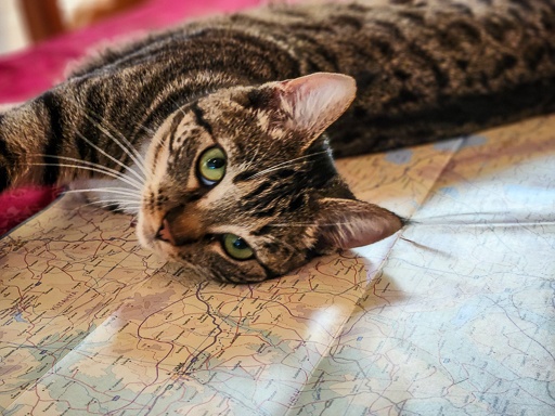 JuneRussellCha1's tweet photo. So this is how the trip planning is going... with a bit of help from my wild little cat. I use paper maps for the big picture, Google Maps for finding things to see, and My Maps for clustering sites and planning my time. Then comes the deeper research. How do you plan a trip? https://t.co/XMCmUEHwuN