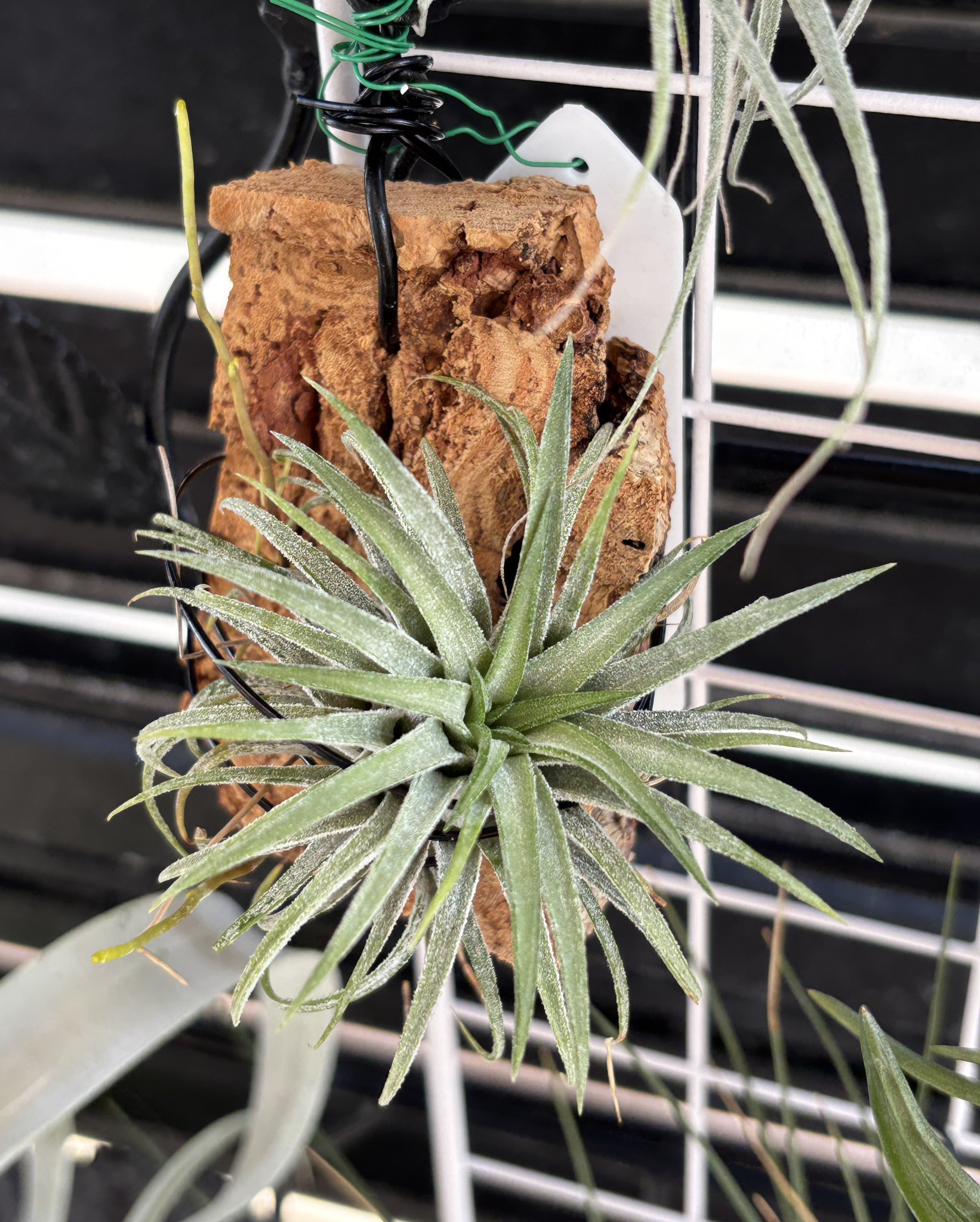 Lemon＊】ティランジア実生株 3点 チランジア 無菌播種いろいろ2025年7