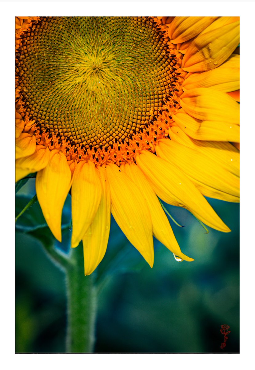 redrose_anna's tweet image. This new print option is titled “Ethereal Sunflower Drop.”
Available as card and Fine Art Print.