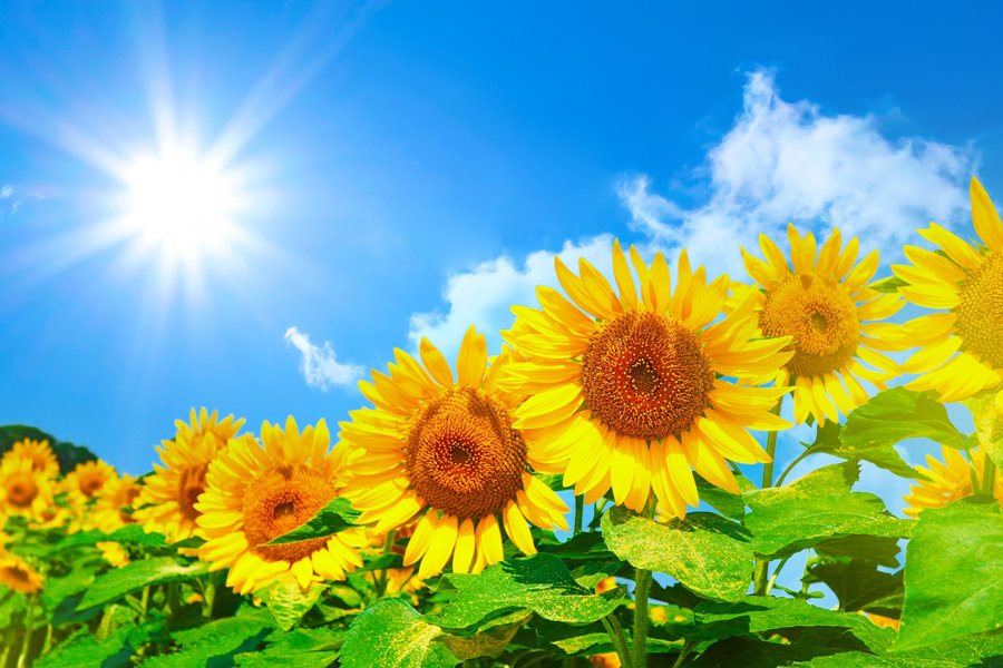 おはようございます👋😆✨☀️

💠7月23日(水)💠

今日は日本最高気温の日です✨🌞

1933年（昭和8年）フェーン現象により山形県山形市で日本の当時の最高気温40.8℃を記録した。

#おは戦
#朝活
#気温
#フォロー
#フォロバ

皆さん熱中症対策しましょうね✨🏖️