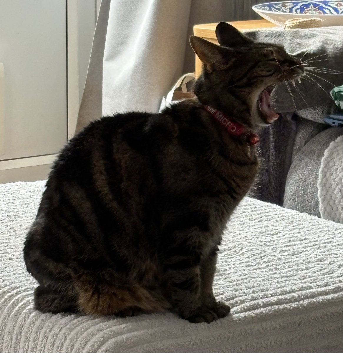 Orcinus68's tweet image. A visit with Sis’s Willow &amp;amp; Lily today 😻😻 #CatsOfTwitter