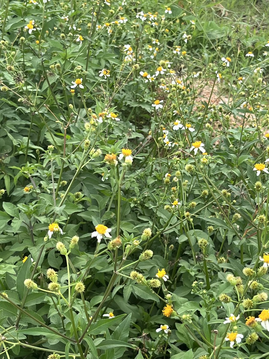 🌼🌞#สมุย