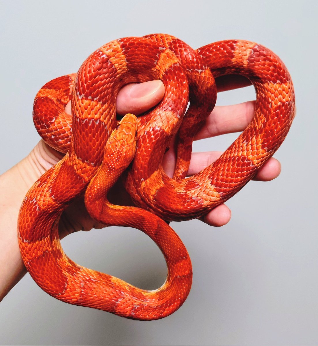 wanted_to_pet's tweet image. リィン🐍脱皮完了✨
約２カ月振りの脱皮…こんな色だったかな？
#コーンスネーク
ラヴァサンキッス