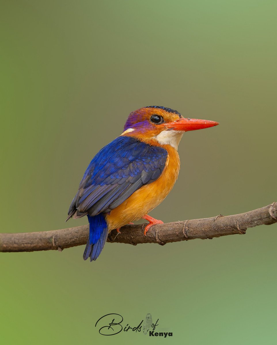 Waimaimba's tweet image. Pygmy Kingfisher 馃摳馃嚢馃嚜 #BirdsSeeninkenya #BirdsSeenIn2025