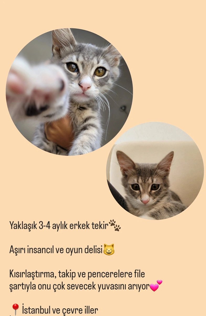 Hala yuva arıyoruz🐱
